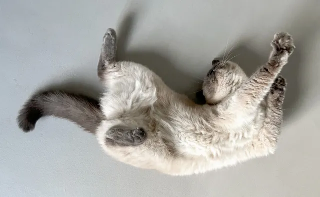 katze